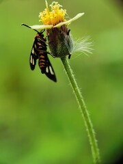 An Insect Perching On A Flower