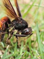 Close-up of dead insect on grass.