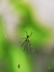 A Tiny Spider On A Thin Web