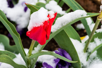 tulipe rouge recouverte de neige dans le moi de mars par une belle journée hivernale