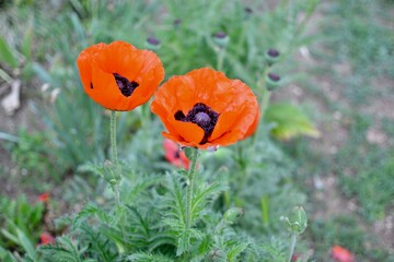 poppy flowers in the field