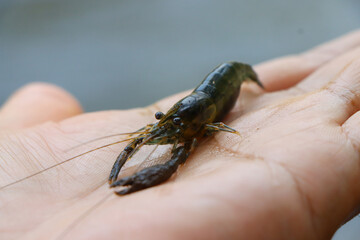  Selection focus on small shrimp in hand small river shrimp in a fertile river in Thailand