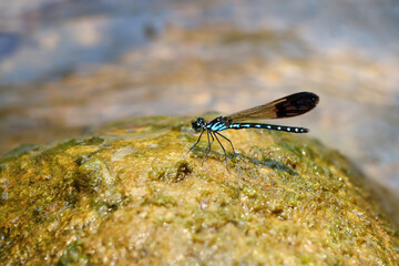 Selective focus A large-eyed, black, blue-patterned dragonfly sits on a wet rock beside a river in...