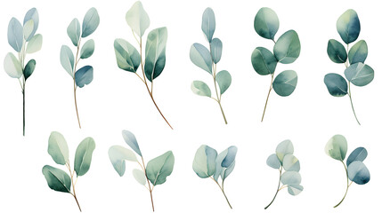 Obraz premium Digital eucalyptus watercolor set print pattern flower abstract graphic poster background