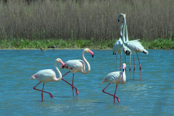 Flamingos walking through the water in a marsh or lake.