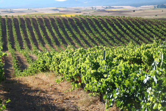 vi&ntilde;edo