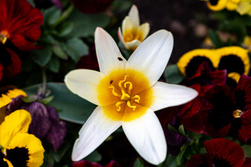 fleur de tulipe blanche ouverte en forme de soleil avec en son centre un beau pistil jaune en gros plan