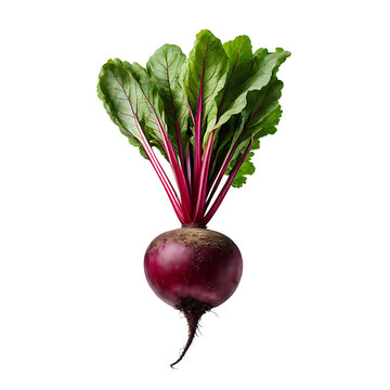 Ripe red beets with green leaves isolated. Fresh vegetable. Healthy eating, vegetarian diet, organic food.