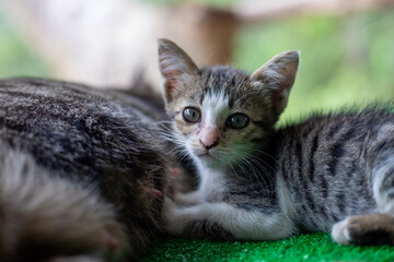 Selective focus: A little gray and white striped kitten is sleeping comfortably next to its mother cat on the artificial grass in a green house.