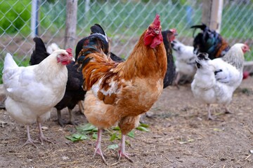 rooster and hens on the farm