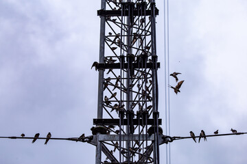 Selective focus antennas, signals, and mobile networks. There are many birds perched. There is space for text.