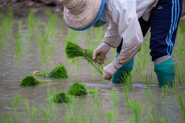 Selective focus young green rice plants in the hands of a farmer planting rice plants filled with water during the planting season. rice planting season There is space for text.