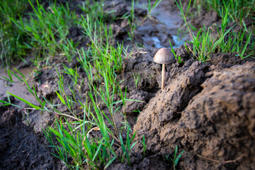 selective focus Panaeolus is an elephant dung mushroom that grows along the river where the green...