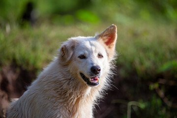 Selective focus: A cool white dog walks comfortably on the green grass along the riverbank.