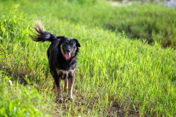 Selective focus: A cool black dog walks comfortably on the green grass along the riverbank.