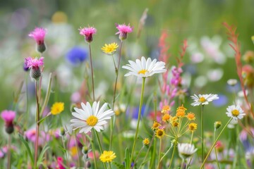 Obraz premium View from slightly above of a red blooming poppy field in Rhineland-Palatinate. Beautiful simple AI generated image in 4K, unique.