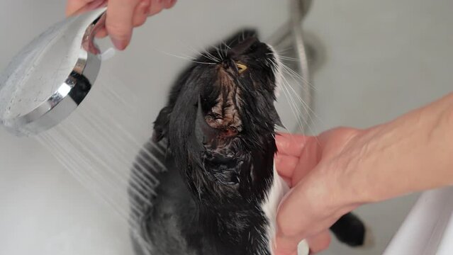 Black and white cat getting bath in sink. Kitty looks bit uneasy with water running over it. Domestic cat getting gently scrubbed. Pets caring, disinfection treatment, flea extermination