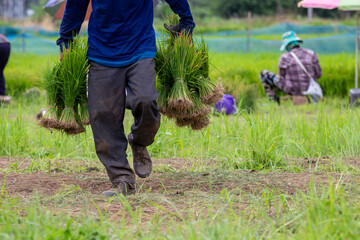 Selective focus rice plant in hand, rice plant being planted in a rice field during the rainy season, Thailand