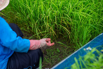 Selective focus rice plant in hand. Young green rice plants are being prepared for planting in the rice fields during the rainy season.