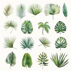 Tropical Leaf Variety Set Isolated on White Background for Botanical Themes