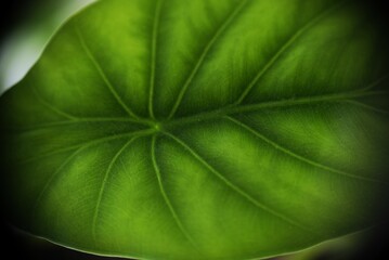 Selective focus of green leaf texture.