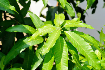mango tree or mango leaf