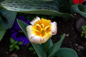 belle tulipe refermée avec son pistil jaune orangé et des gouttes de rosée sur les feuilles par...