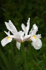 Les iris