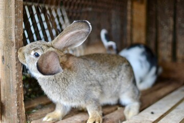 rabbit in a cage on the farm