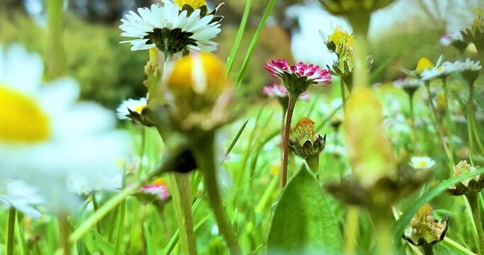 spring, white daisy flower field meadow, field of white daisies waving with bottom view point, concept of spring coming nature, flowers, spring, biology