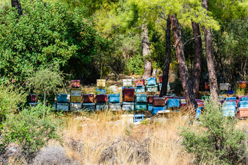 Multicolored bee hives at apiary in the forest