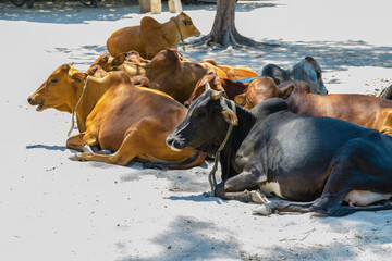 Zebu cattle at the beach in Nungwi village, Zanzibar