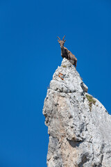 Bouquetin des Alpes (Capra ibex) femelle en équilibre sur un rocher. Alpes. France.