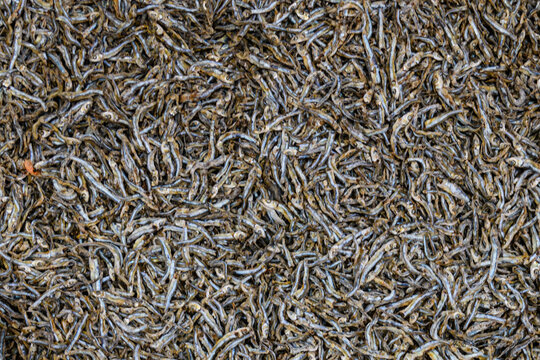 Texture of the dried capelin fish. Seafood background