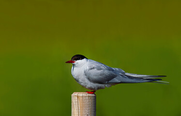 The Arctic tern (Sterna paradisaea), a graceful migratory bird, has the longest route from the Arctic to Antarctica.