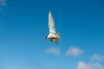 The Arctic tern (Sterna paradisaea), a graceful migratory bird, has the longest route from the Arctic to Antarctica. - obrazy, fototapety, plakaty