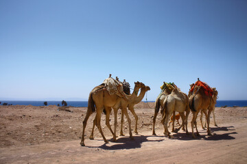 Camels running on the desert road in Dahab, Egypt