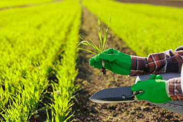a female farmer holding a sprout of wheat with a tablet in her hands inspects the green field. Modern technologies in agriculture and agribusiness concept.