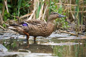 Close up of a duck standing in water