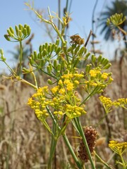 Obraz premium Anethum graveolens flowers .garden dill flowers or yellow cluster of flowers of garden dill. Garden dill flower pattern background 