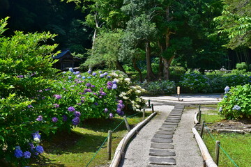 紫陽花　アジサイ　あじさい　梅雨　月照寺