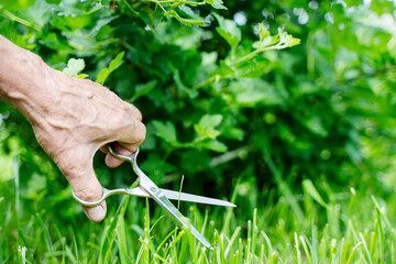 gardener with scissors trims the lawn evenly
