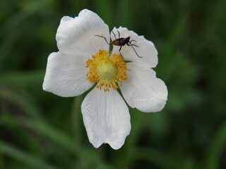 Weiße Blüte des Großen Wald-Windröschen Anemone sylvestris mit einem Käfer Anfang Mai