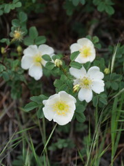 Die weißen Blüten der Bibernell-Rose Rosa spinosissima am Rande eines Walds bei Margetshöchheim in Unterfranken