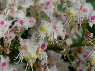 Blüten und Blütenstand der weiß blühenden Rosskastanie Anfang Mai