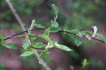 blooming tree branch
