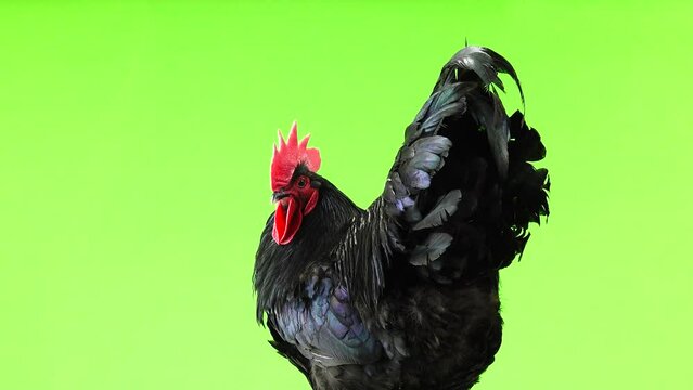 black rooster in green screen