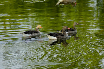 three geese on the lake
