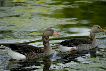 two geese on the water