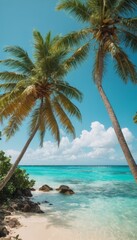 palm trees on the beach
